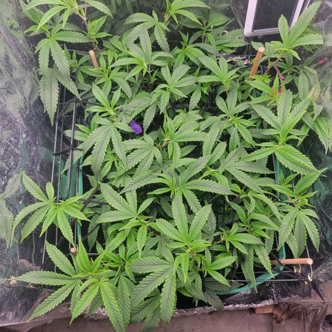 Aster growlog timeline photo