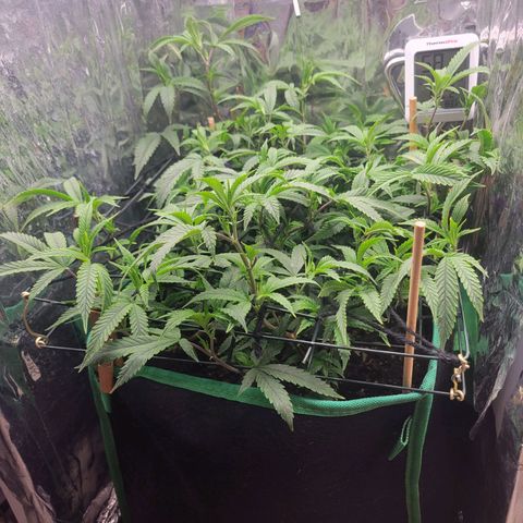Aster growlog timeline photo