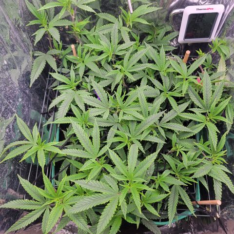 Aster growlog photo: Day 3 of flowering 