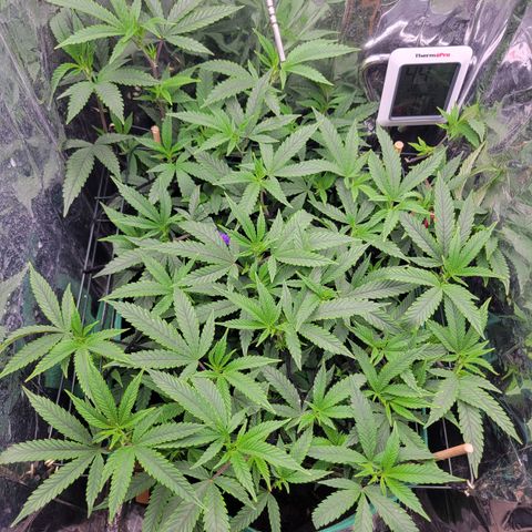 Aster growlog timeline photo