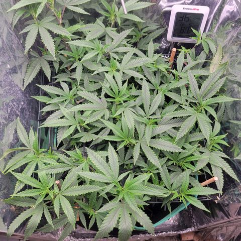 Aster growlog photo: Super bushy plant 🪴 