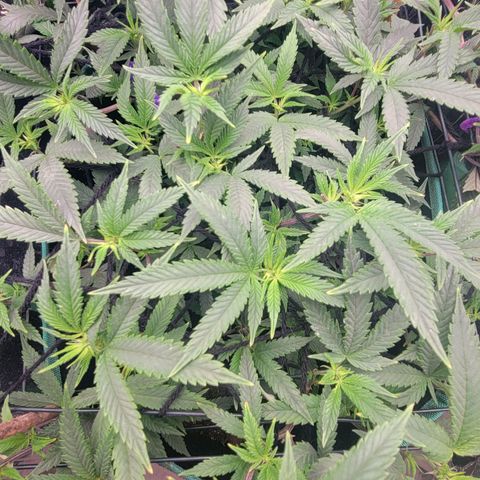 Aster growlog photo: Some signs of flowers starting to form. 