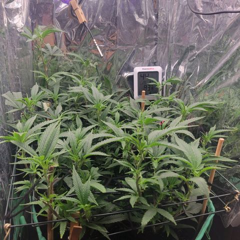 Aster growlog photo: Some signs of flowers starting to form. 