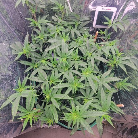 Aster growlog photo: Some signs of flowers starting to form. 