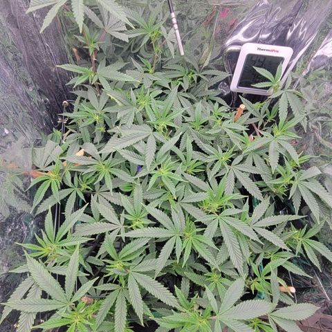 Aster growlog timeline photo
