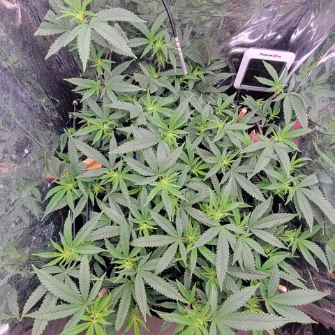 Aster growlog timeline photo