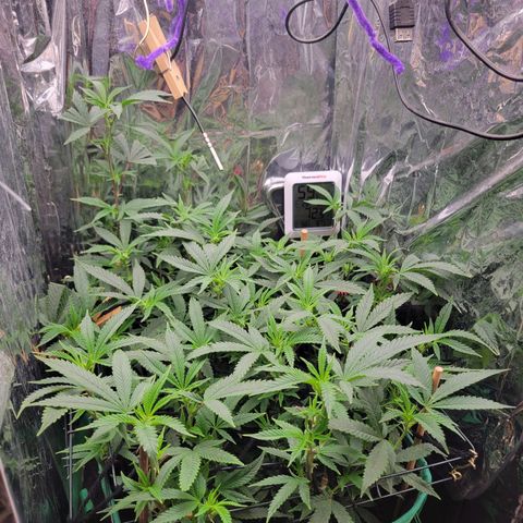 Aster growlog timeline photo