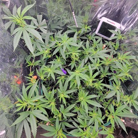Aster growlog photo: Day after some more triming. 