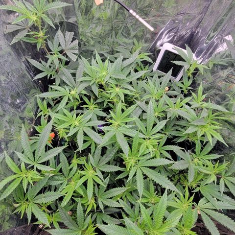 Aster growlog timeline photo