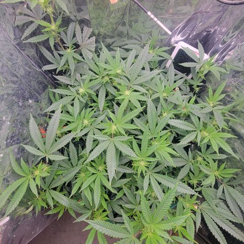Aster growlog timeline photo