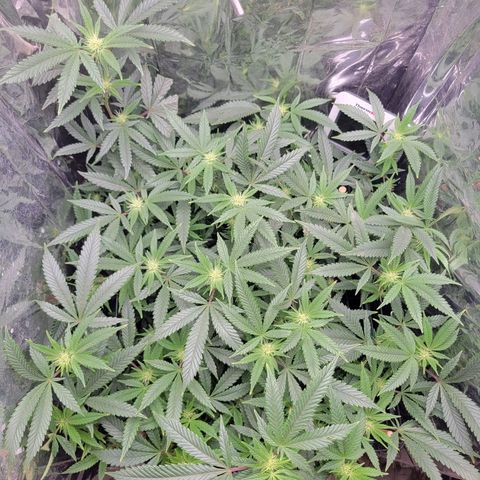 Aster growlog timeline photo