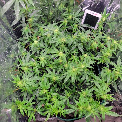 Aster growlog photo: Trim and treated plant with a alcohol and dish soap solution.  Will inspect everyday and hoping I can get rid of the bugs ASAP. 🤞🏽