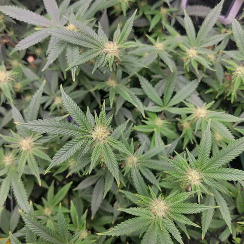 Aster growlog timeline photo