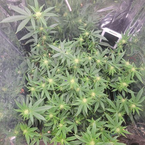 Aster growlog timeline photo