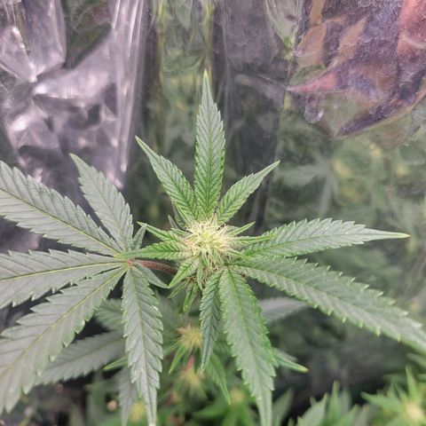 Aster growlog timeline photo