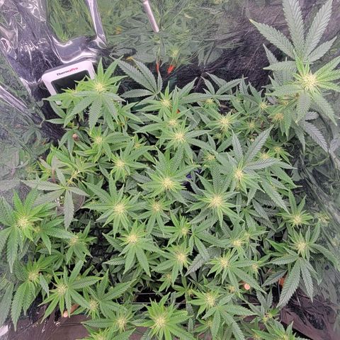 Aster growlog timeline photo
