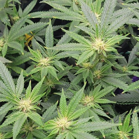 Aster growlog timeline photo