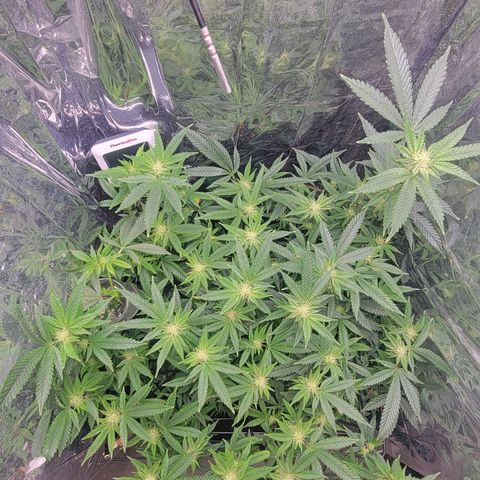 Aster growlog timeline photo