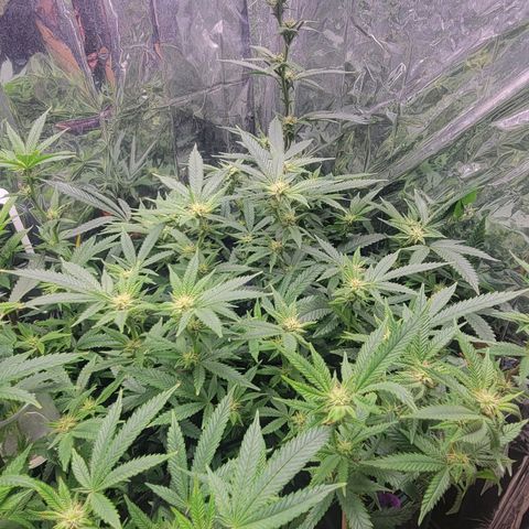 Aster growlog timeline photo