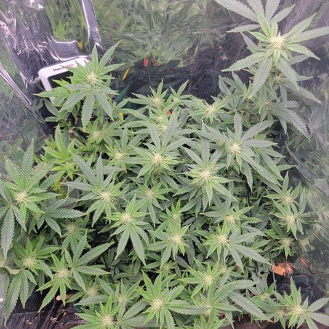 Aster growlog timeline photo