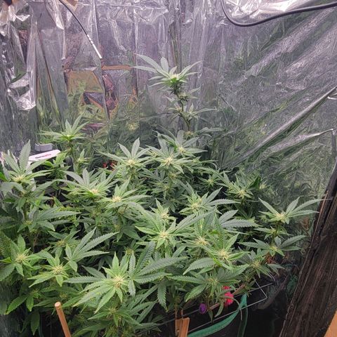 Aster growlog timeline photo