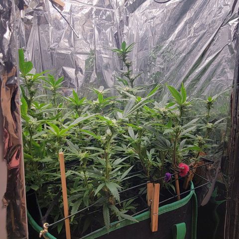 Aster growlog timeline photo