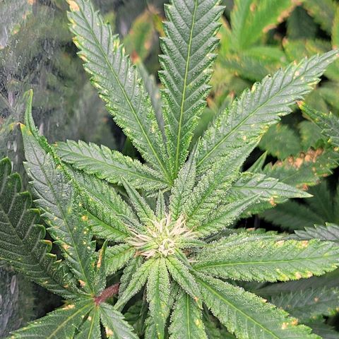 Aster growlog photo: Burnt spots due to pest treatment 😮‍💨