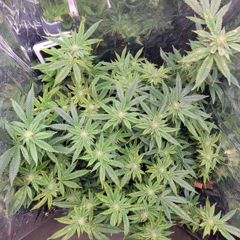 Aster growlog photo: Burnt spots due to pest treatment 😮‍💨