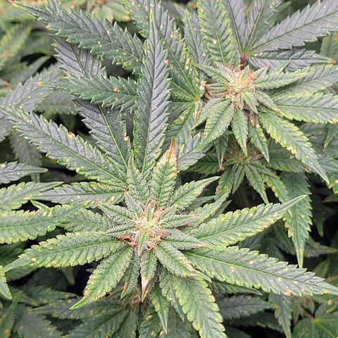 Aster growlog photo: Burnt spots due to pest treatment 😮‍💨