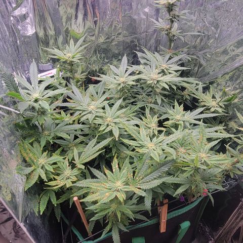 Aster growlog photo: Burnt spots due to pest treatment 😮‍💨