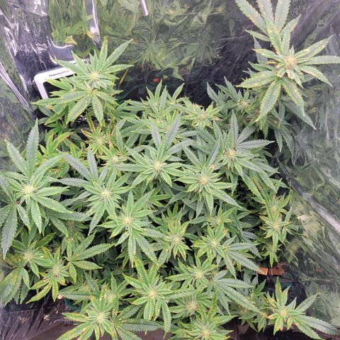 Aster growlog photo: Burnt spots due to pest treatment 😮‍💨
