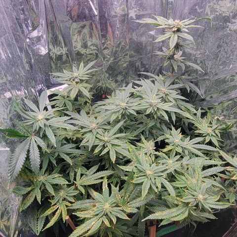 Aster growlog timeline photo