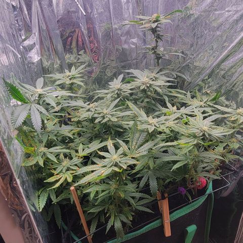 Aster growlog timeline photo