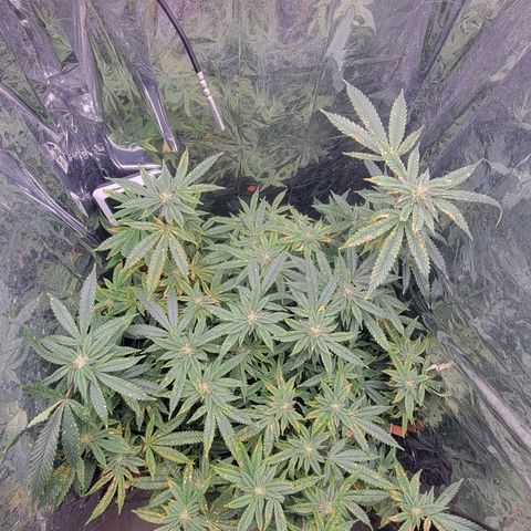 Aster growlog timeline photo