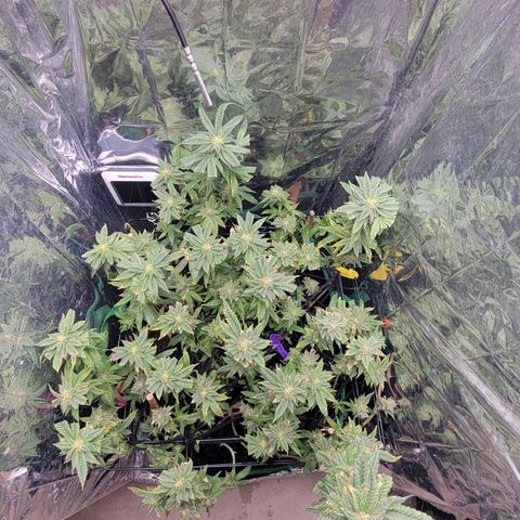 Aster growlog timeline photo