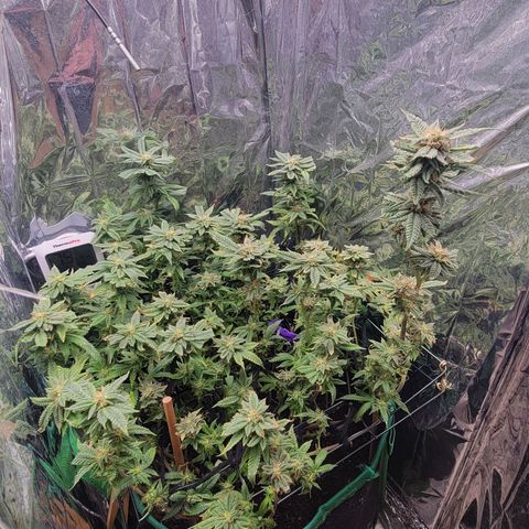 Aster growlog timeline photo