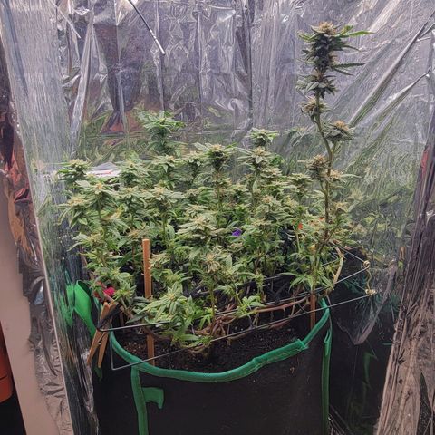 Aster growlog timeline photo