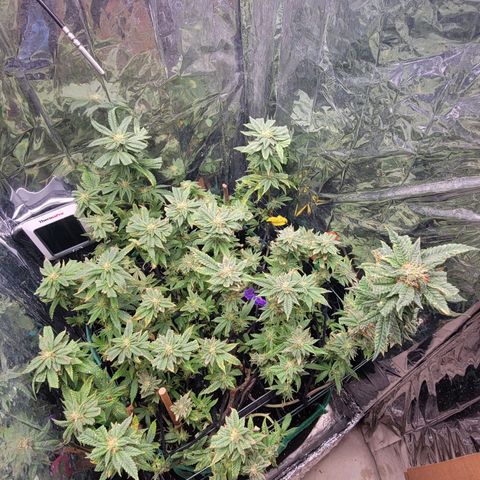 Aster growlog timeline photo