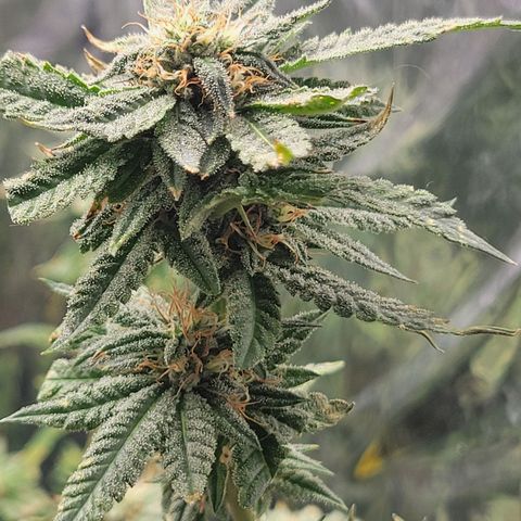 Aster growlog timeline photo