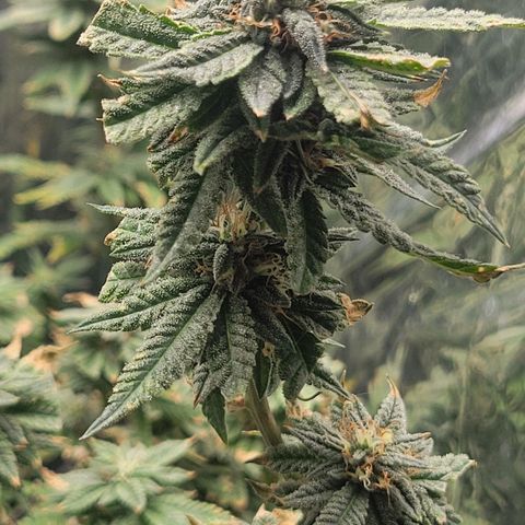 Aster growlog timeline photo