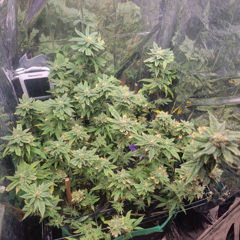 Aster growlog timeline photo