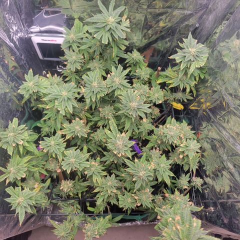 Aster growlog timeline photo