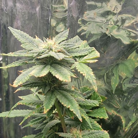 Aster growlog timeline photo