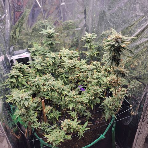 Aster growlog timeline photo