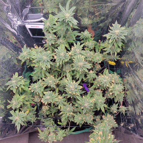 Aster growlog timeline photo
