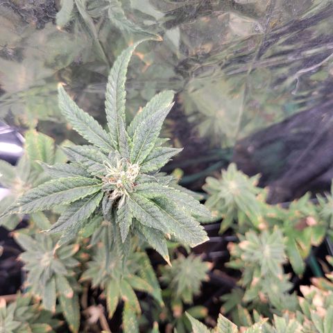 Aster growlog photo: Some of the really good chunky buds
