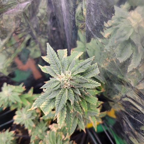Aster growlog photo: Some of the really good chunky buds