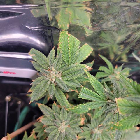 Aster growlog photo: Some of the really good chunky buds