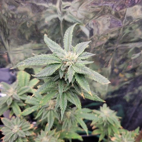Aster growlog photo: Some of the really good chunky buds