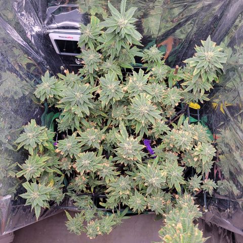 Aster growlog timeline photo